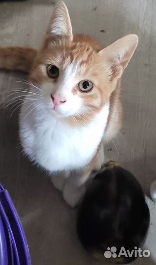 Кошки и коты в дар