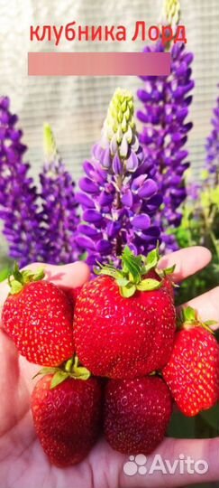 Клубника окс