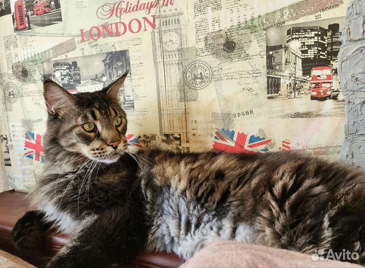 Кот ищет дом