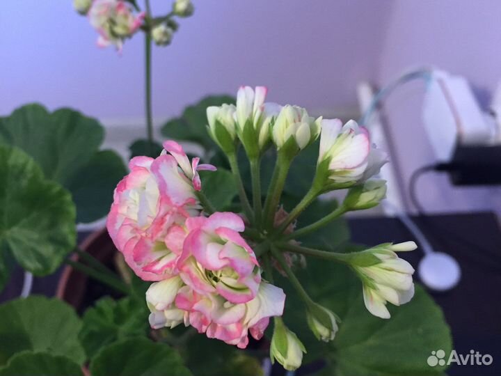 Герани разные :розабудная,королевская,махров