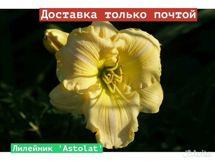 Лилейник Astolat