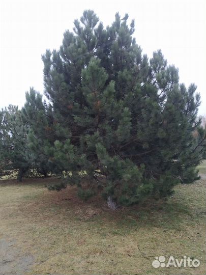 Семена сосны черной австрийской