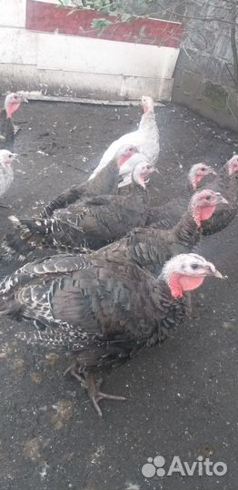 Индюки 3 месяца