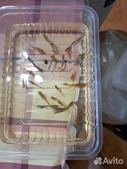 Аквариумные рыбки гуппи