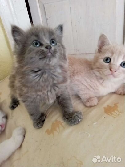 Кошки в добрые руки