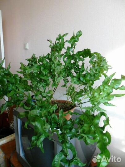 Папоротник Микросорум Зелёная волна