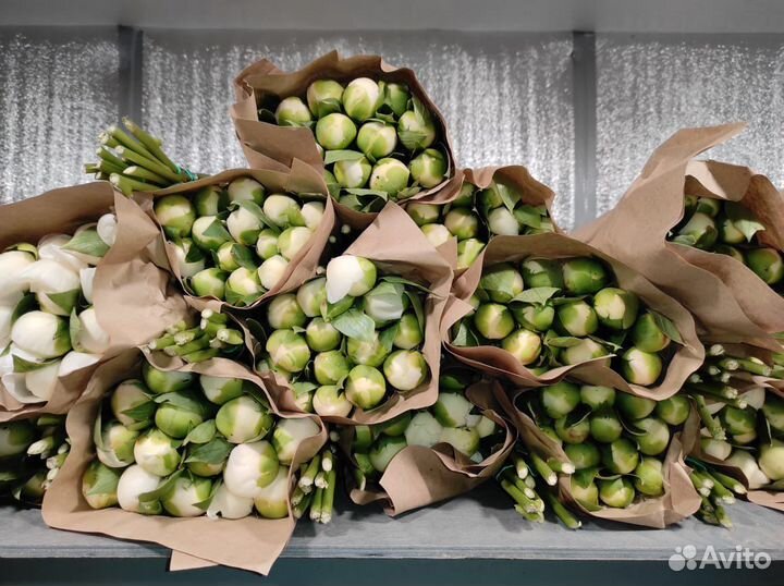 Пионы Юга крупным оптом из Краснодара