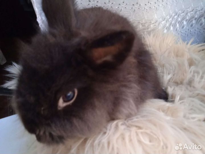 Декоративный крольчонок карлик шесть месяцев