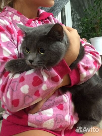 Британская короткошерстная кошка