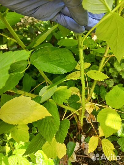 Малина ремонтантная