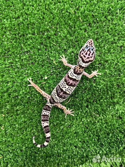 Эублефар с комплектом