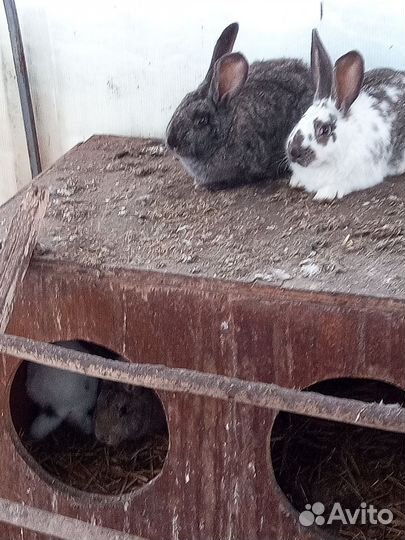 Кролики и крольчата
