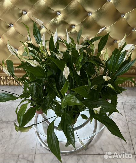 Спацифиллум 