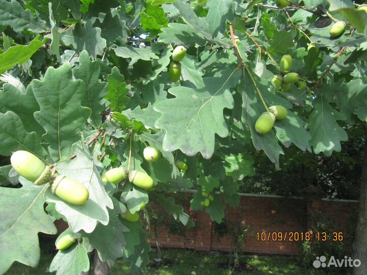 Дуб саженец