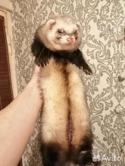 Вязка хорька