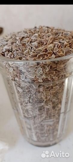 Семена укропа