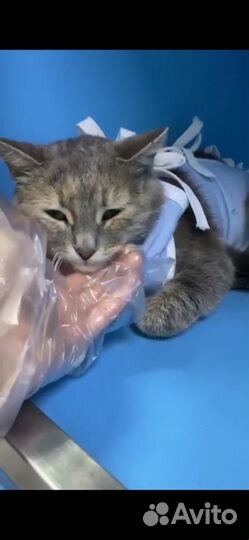 Кошка. Девочка. Пискля. Мо. Ищем добрые ручки