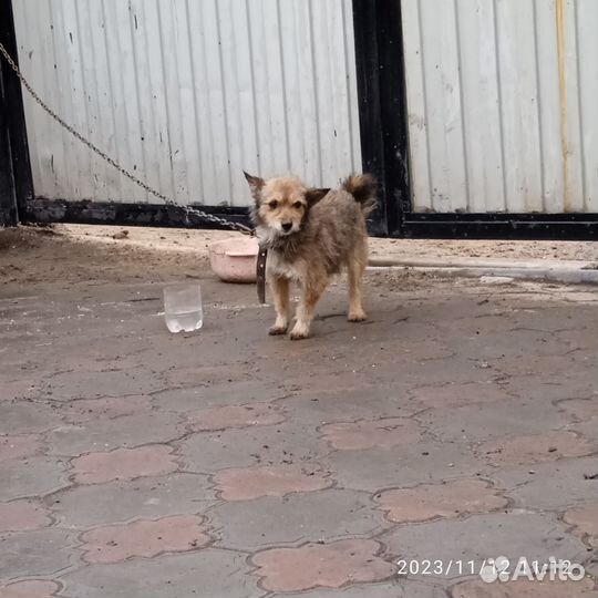 Отдам бесплатно