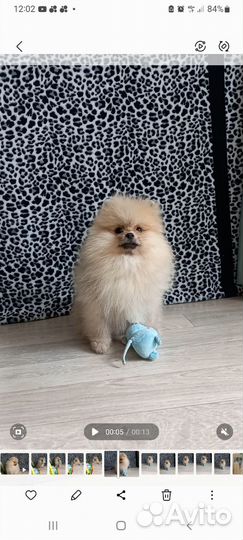 Щенки шпица