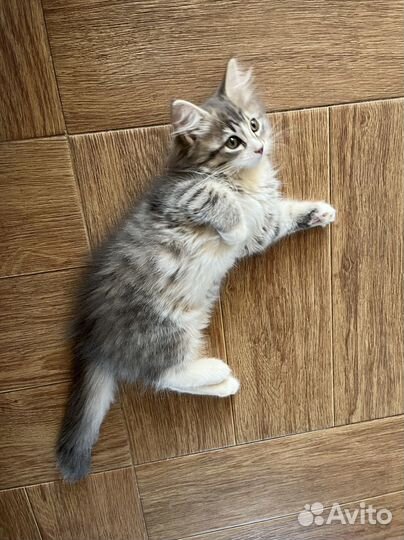 Пушистый котенок девочка