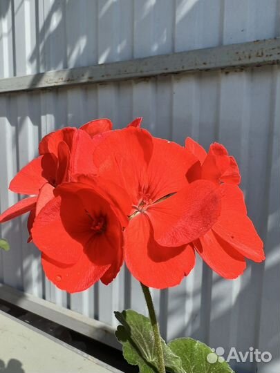 Герань пеларгония