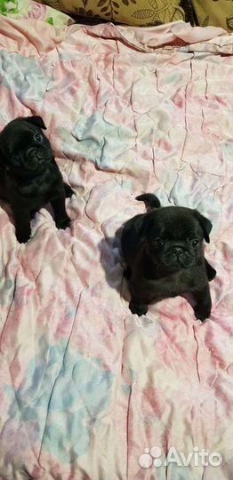 Продам щенков мопса