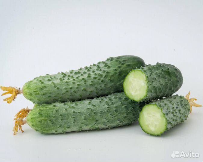 Семена Огурца 