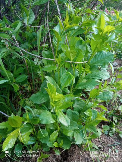 Саженцы вишни