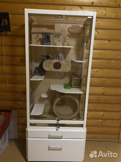 Продаю шиншилл