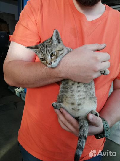 Котята в автосервисе