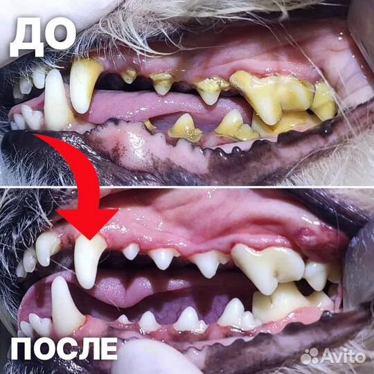 Ветеринарный врач на дом