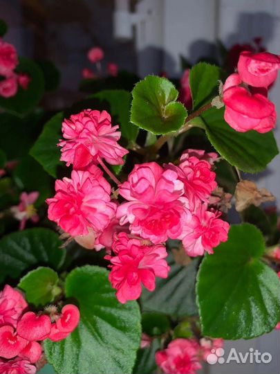Бегония вечноцветущая махровая