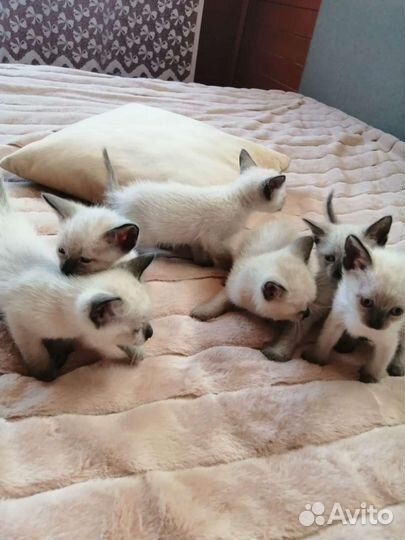 Продам котят, 1 мес, тайские, 3 кота, 4 девочки