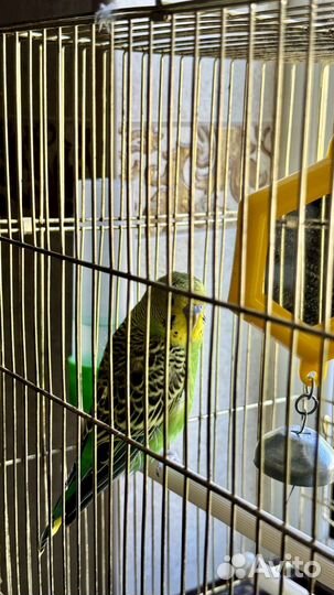 Волнистый попугай