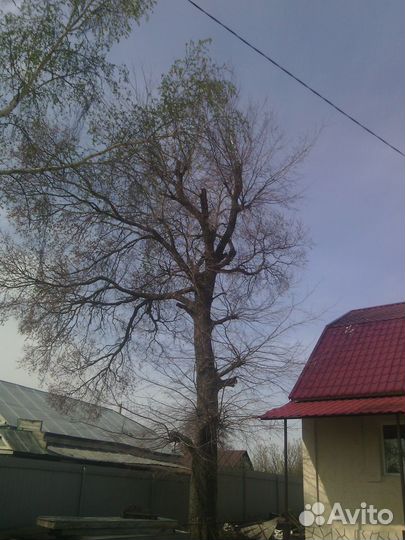 Спил деревьев. Расчистка, планировка