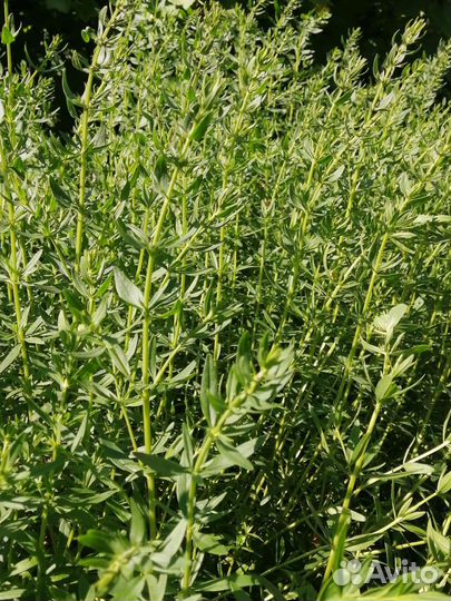 Иссоп лекарственных бронхит, астма