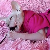 Канадский сфинкс котёнок