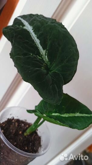 Сингониумы