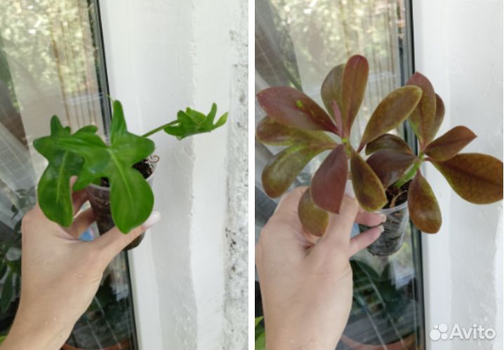 Комнатные цветы