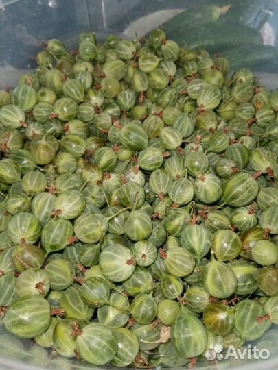 Крыжовник