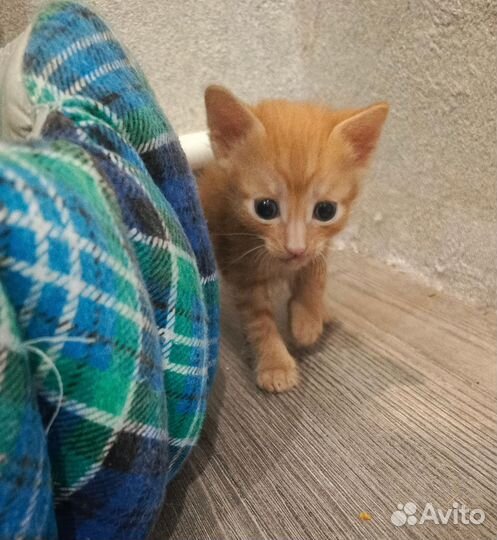 Кошки в добрые руки бесплатно