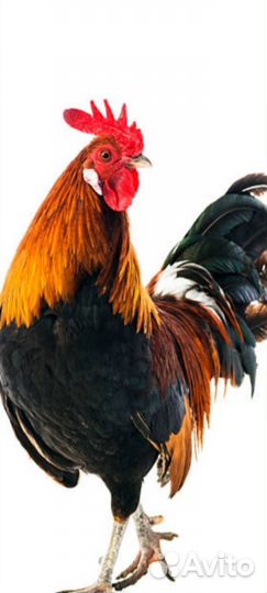 Петух