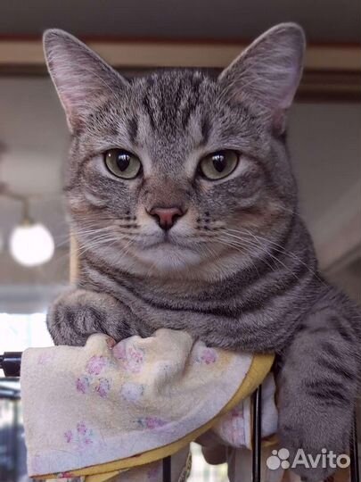 Котики Симба и Босс ждут семью