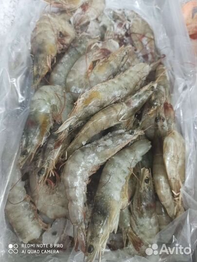 Тигровые креветки