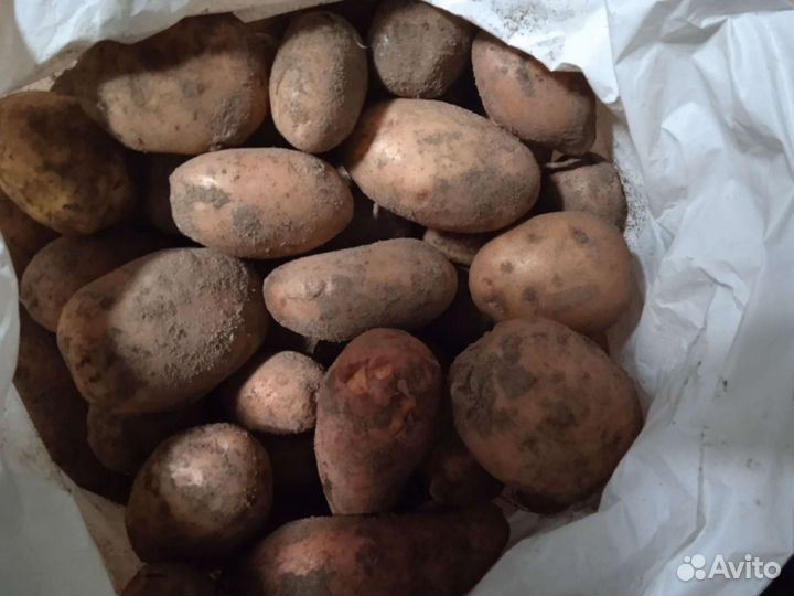 Картофель