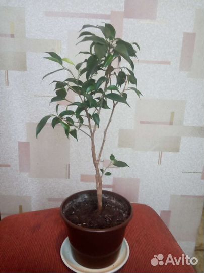 Фикус бенджамина