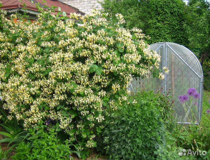 Жимолость вьющаяся Жемчужное ожерелье