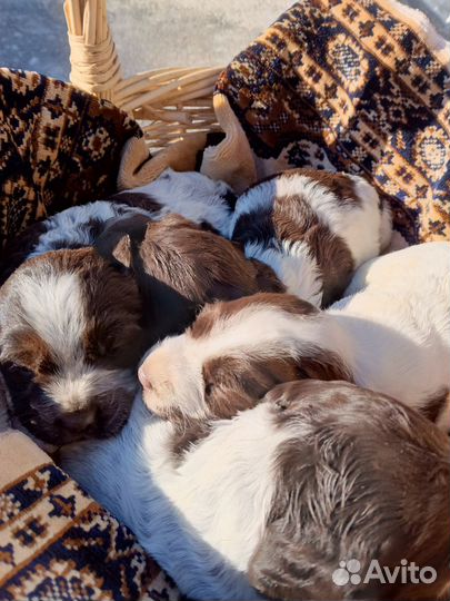 Собака русский спаниель