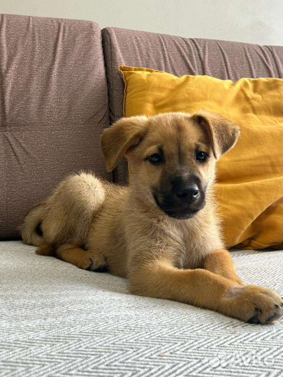 Щеночек в добрые руки