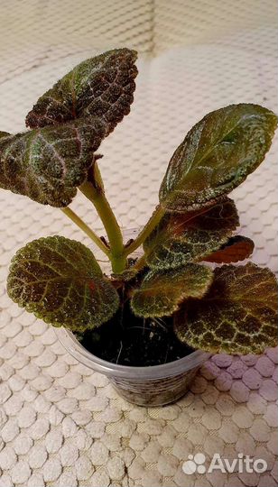 Эписция Tiger Stripe